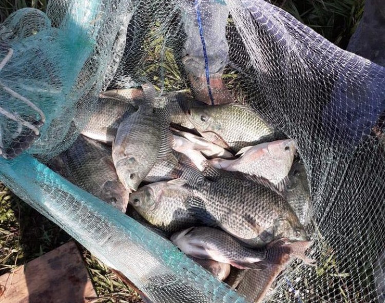 PESCA DE TILAPIA